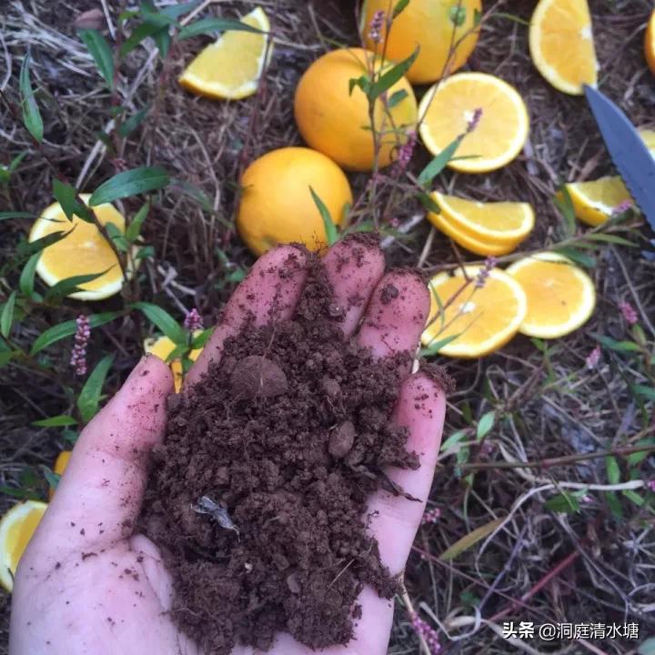 一口清甜爆汁,爆甜麻阳冰糖橙