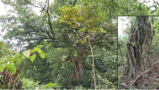 村委会村情概况,村情一表通