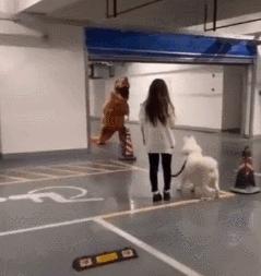 胆小的狗狗但是聪明能养吗,狗狗能有多怕妈