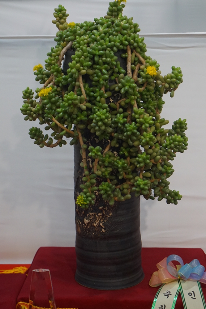 多肉欣赏韩国多肉,多肉欣赏秀妍