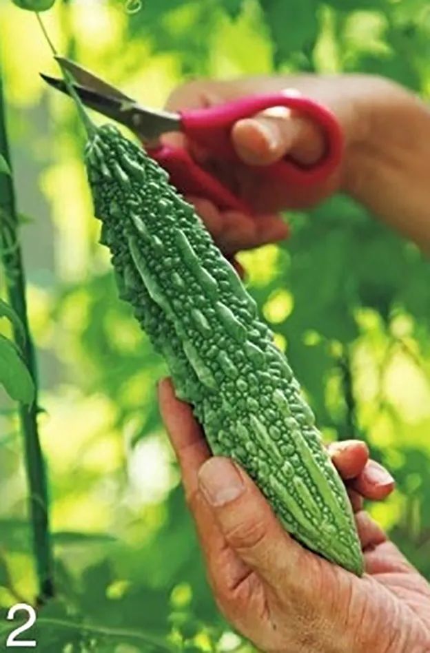 苦瓜开花坐果长不大怎么回事,苦瓜为什么老是开雄花不开雌花