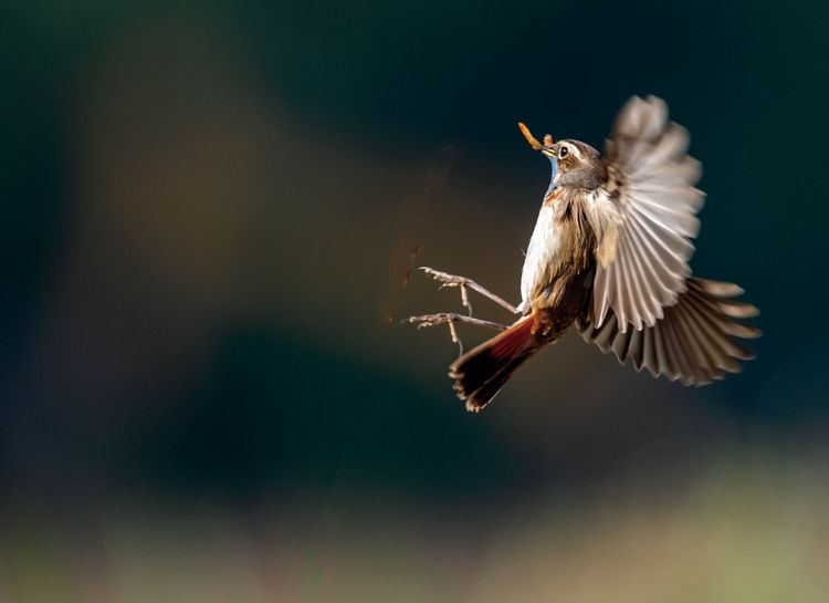 情人岛拍摄地点,情人岛航拍视频
