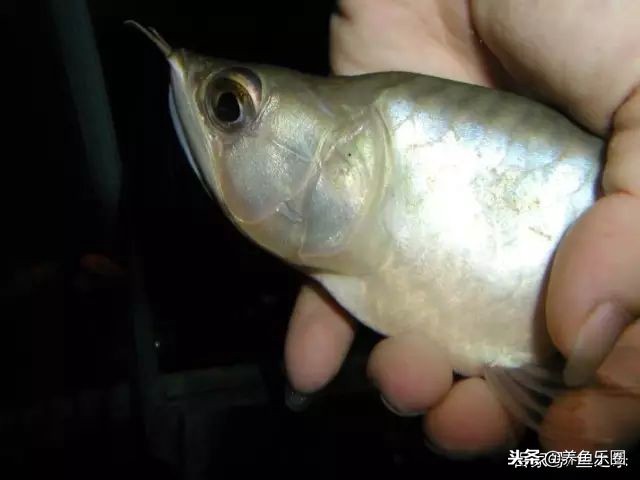 龙鱼细长不宽,龙鱼只长身体不长头