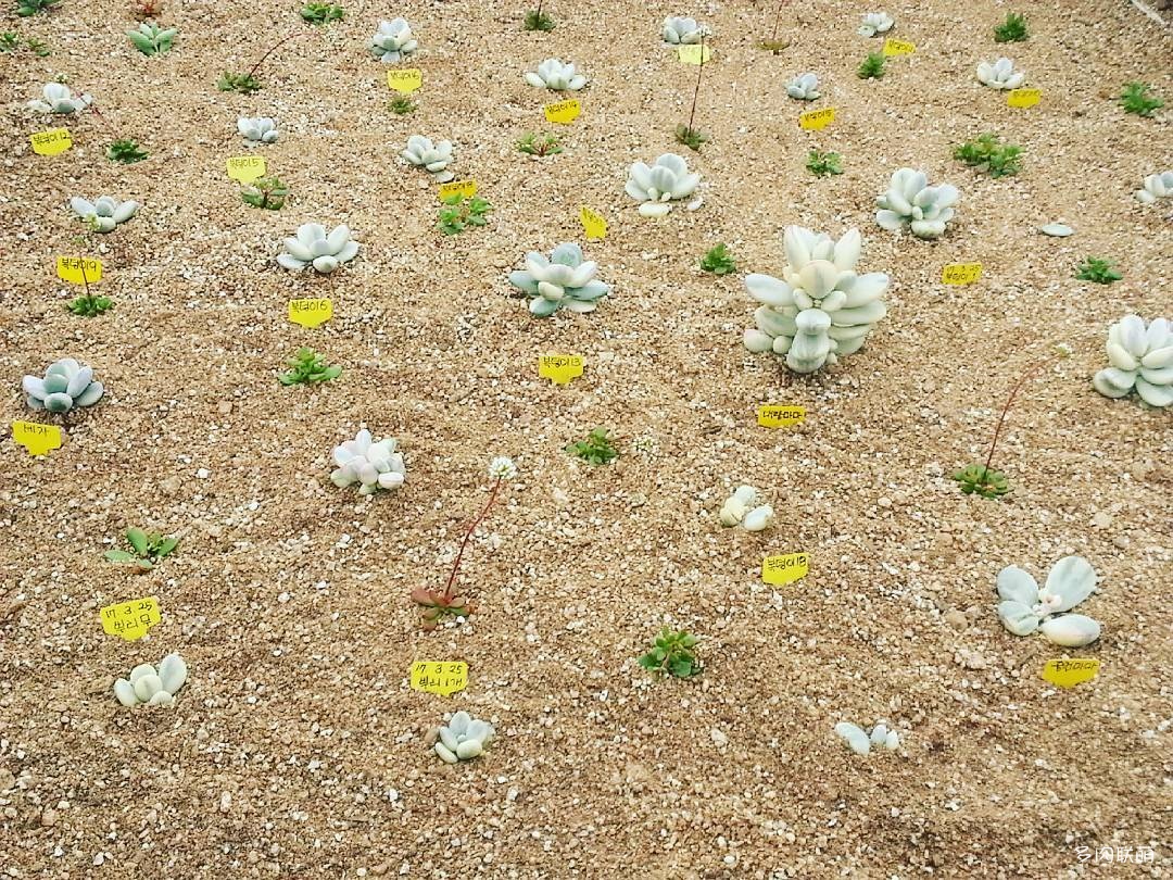 韩国大棚多肉,肉叔带你走遍韩国多肉大棚