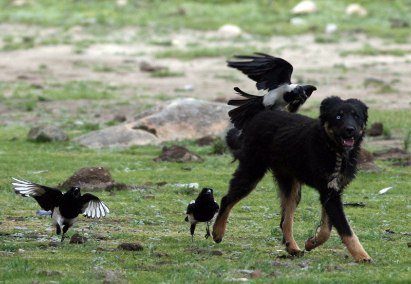 藏獒炒作事件,藏獒炒作之路