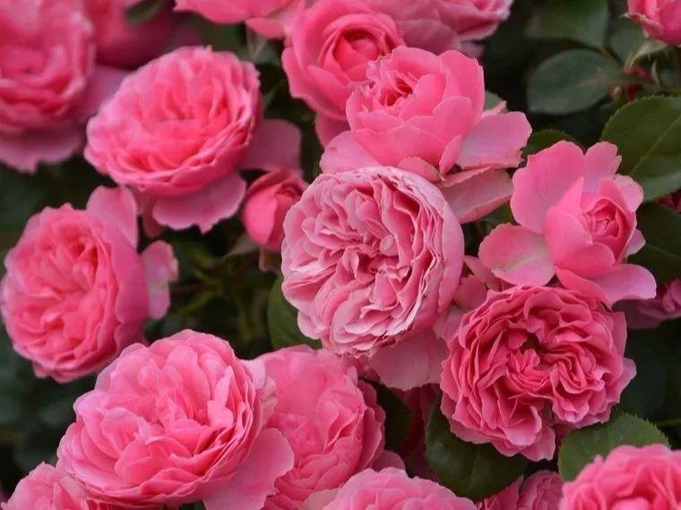 月季图鉴哪本书好,淘宝上最好养的月季品种