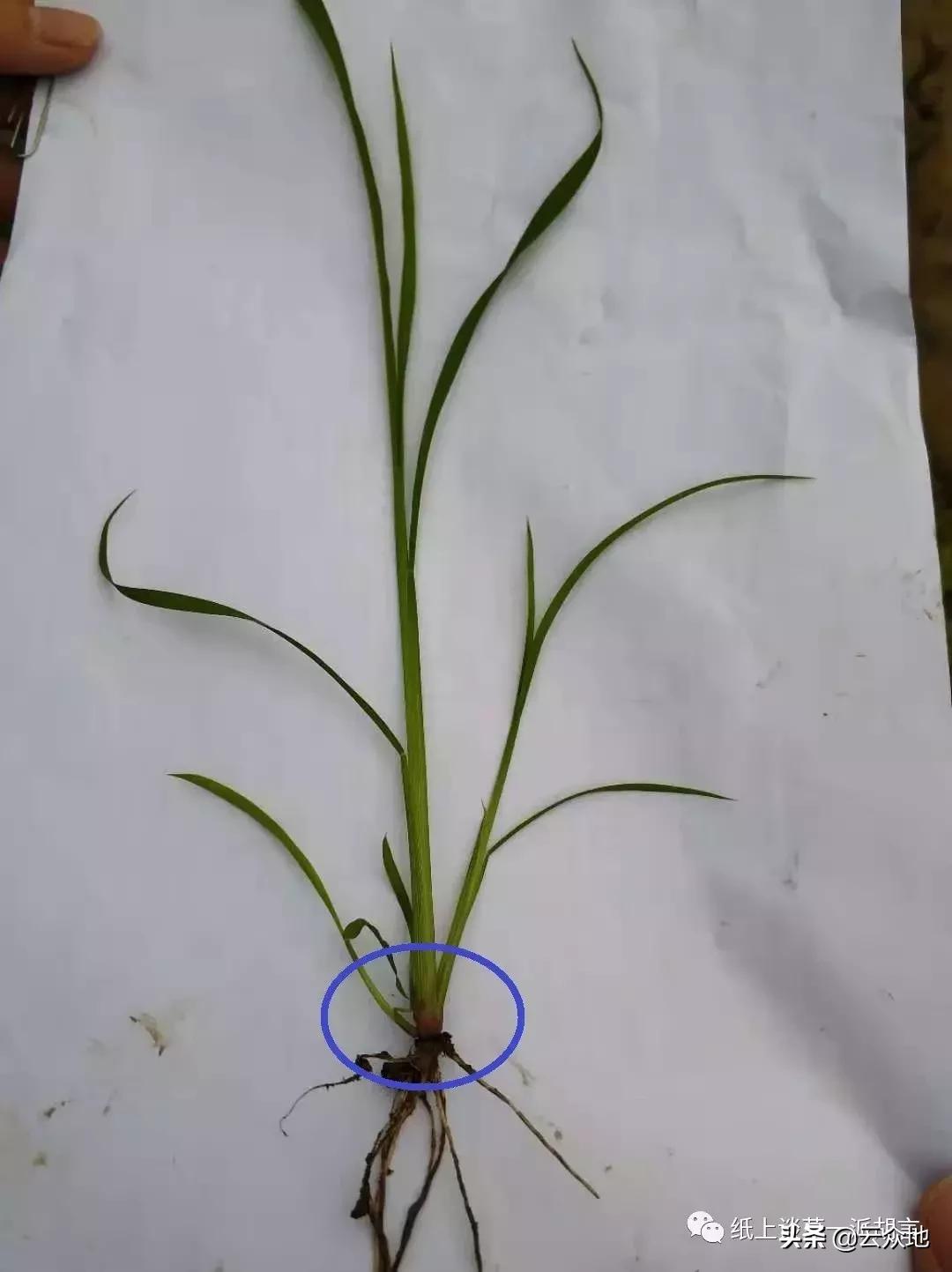 防除稗草,抗性稗草与普通稗草区别