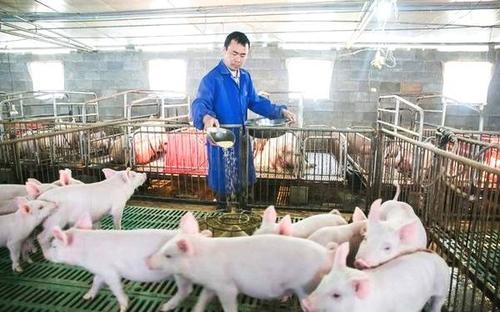 养猪怎么提高仔猪成活率,养猪如何才能快速出栏