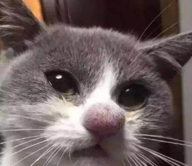 猫咪中暑的症状及治疗方法,猫咪生病铲屎官上班怎么办