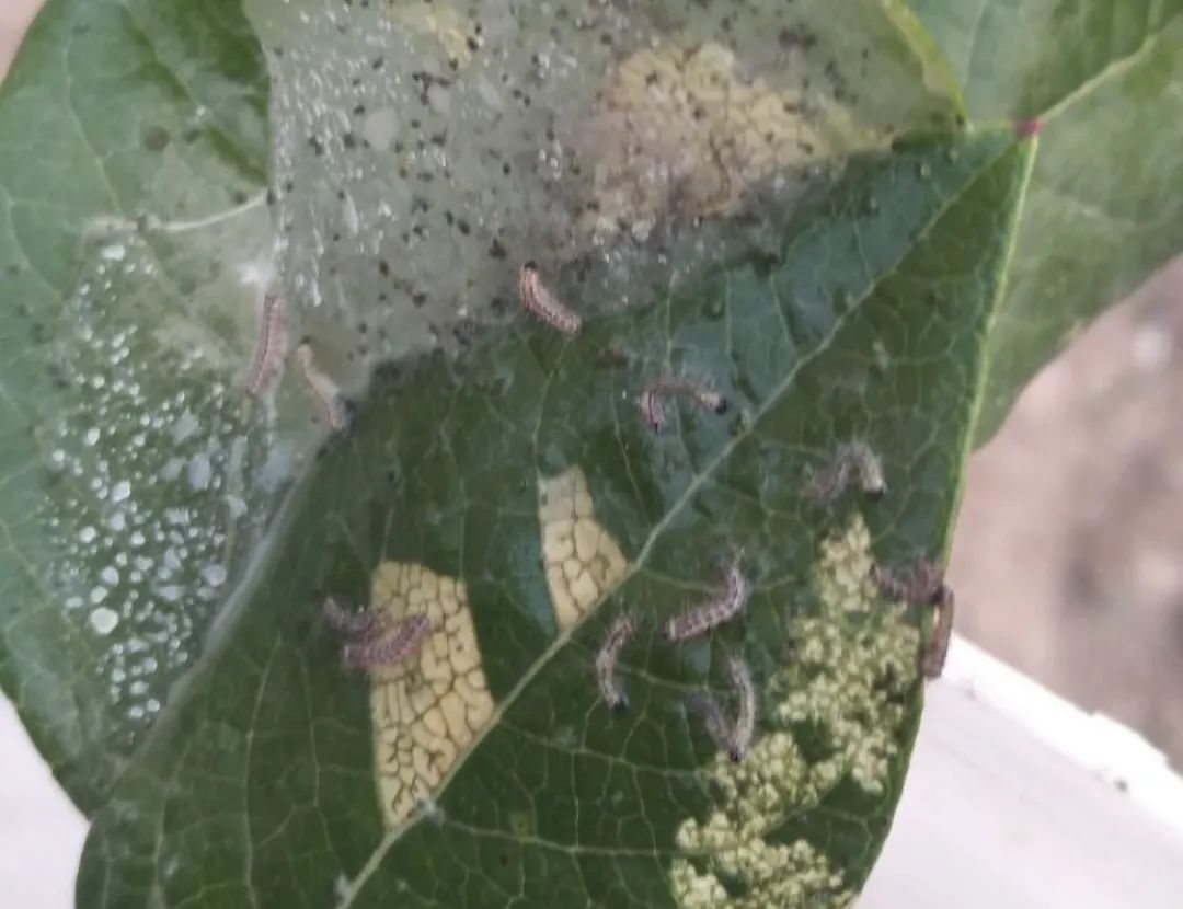 蓝莓种植常见虫害,蓝莓病虫害防治视频教学