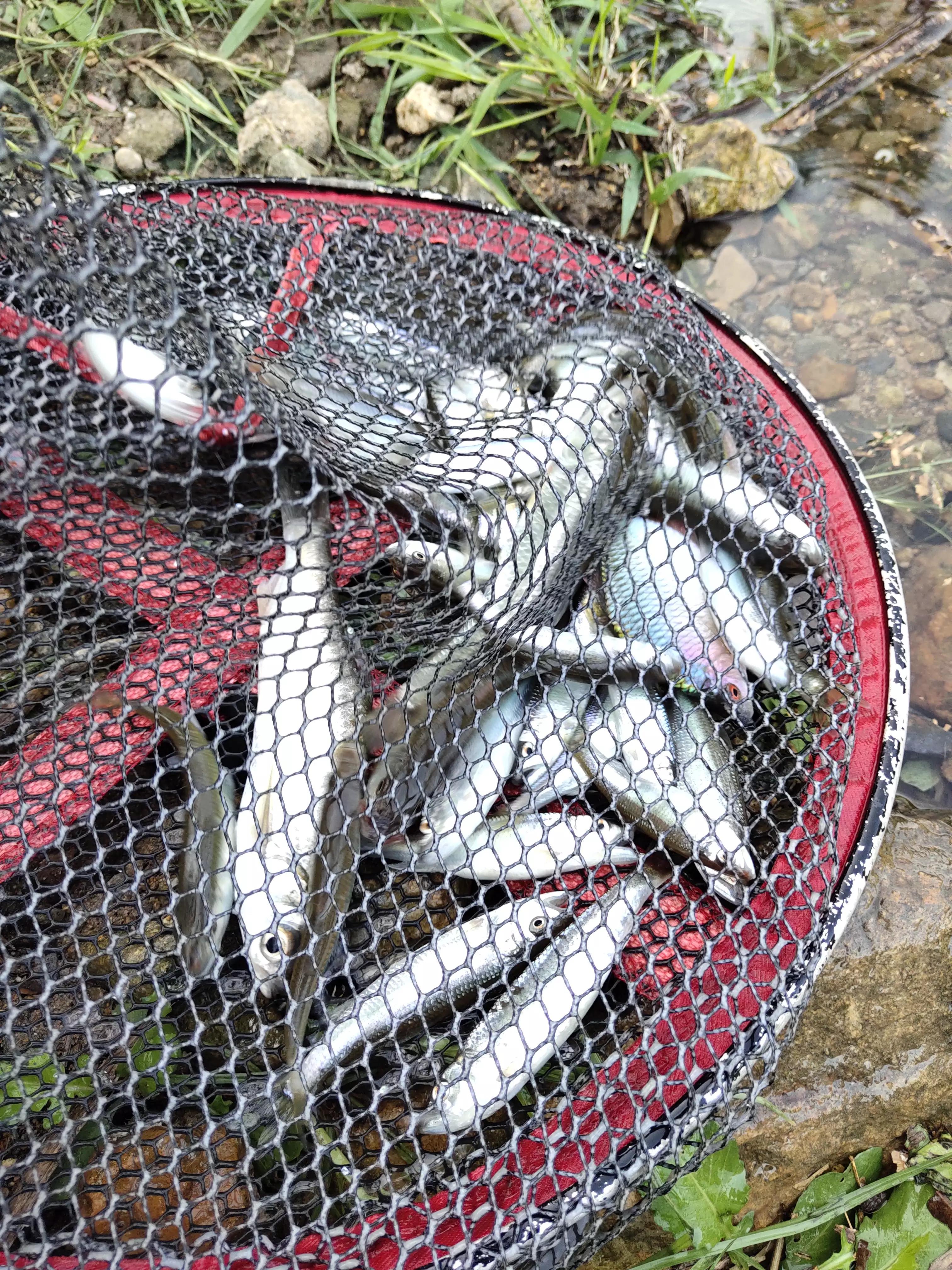 秋季宁波钓鱼,秋钓深潭