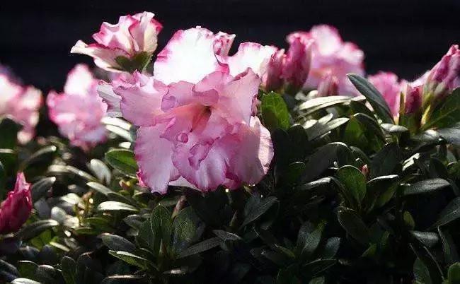 寻找失踪的学者为什么找不到,寻找消失的学者在哪