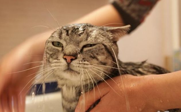 铲屎官该如何“拯救”猫咪乱尿,猫咪铲屎官的正确方法