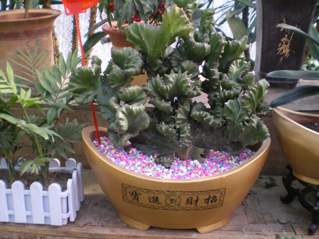 仙人掌100种图片大全,仙人掌开花的美图