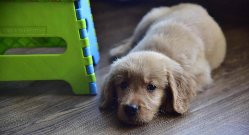 狗狗排泄臭,狗狗嘴臭是因为狗粮问题吗