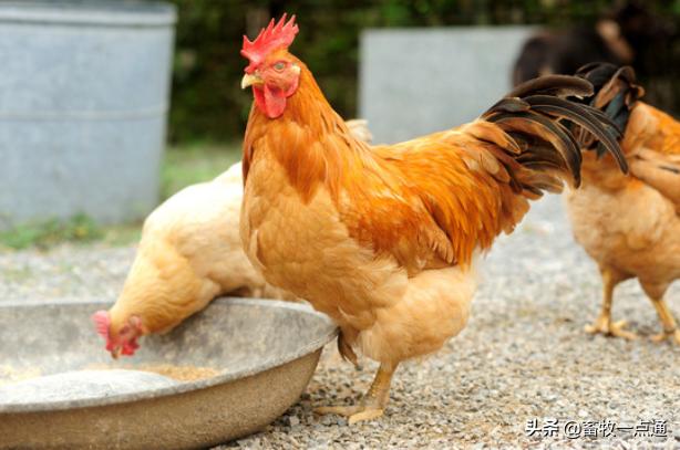 组织滴虫病,黑头病的预防跟治疗