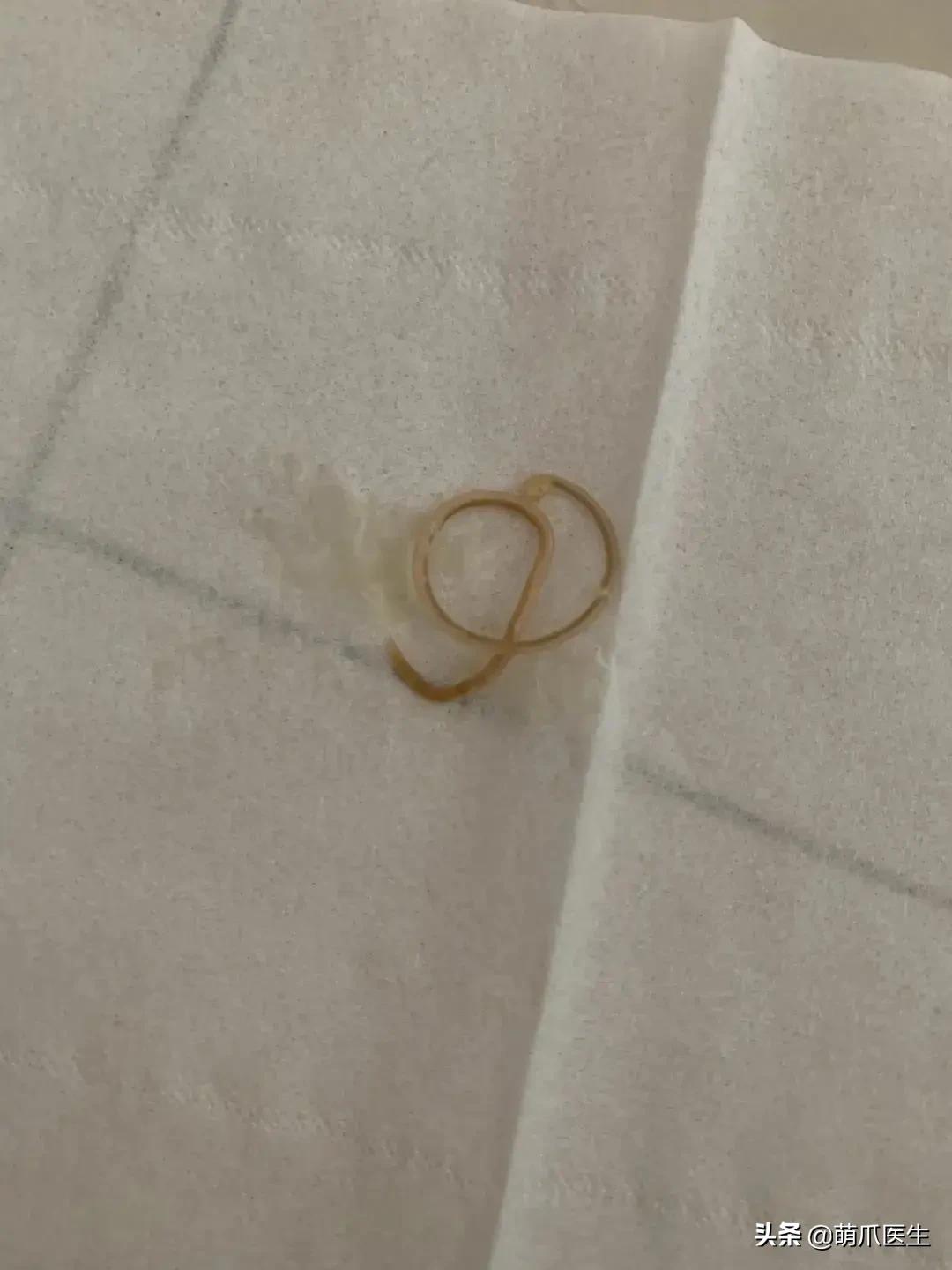 猫从来不出门要洗澡吗,猫从来不出门会感染绦虫嘛