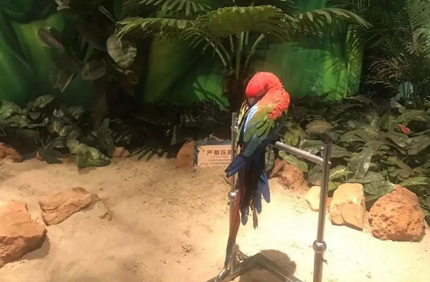 猫咖养小浣熊,小浣熊异宠