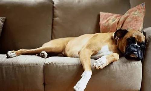 狗毛被剃光狗内心崩溃,把狗毛剃光长出来成卷毛了