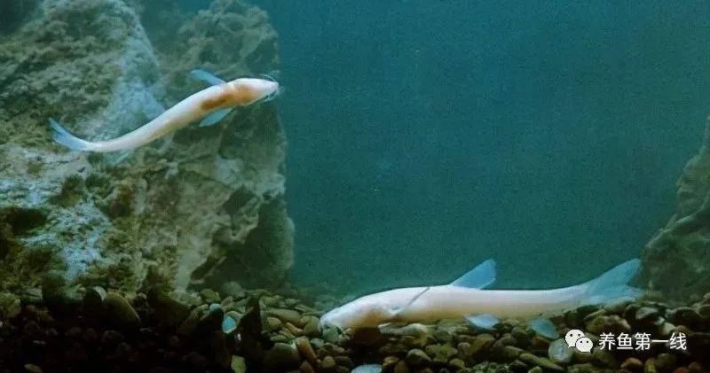 十种常见的水生动物,鳅科动物图片