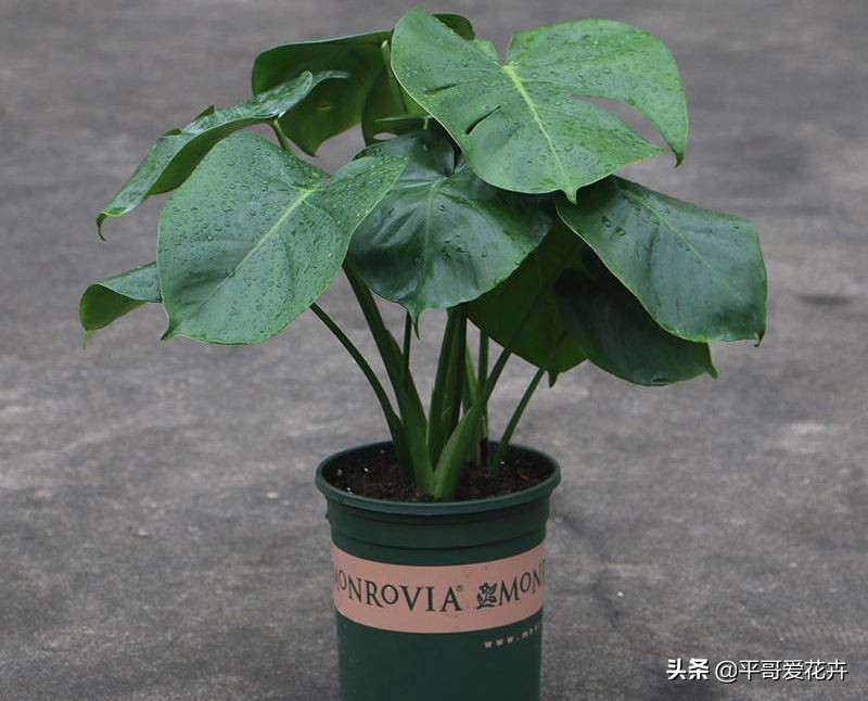 龟背竹叶片发黑是什么原因,龟背竹叶片发黄解决方法