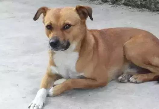 最忠诚又可爱的狗狗十大排名,狗狗忠诚十大排名