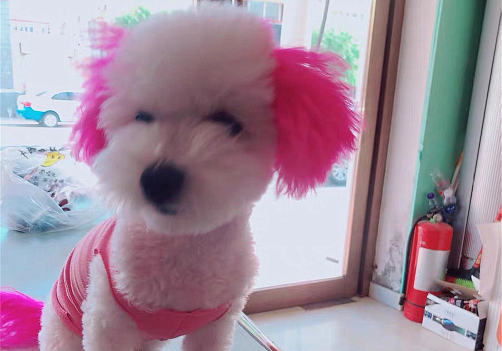 辟谣,狗狗染色用的是植物染发剂没伤害?对它你真的了解吗?