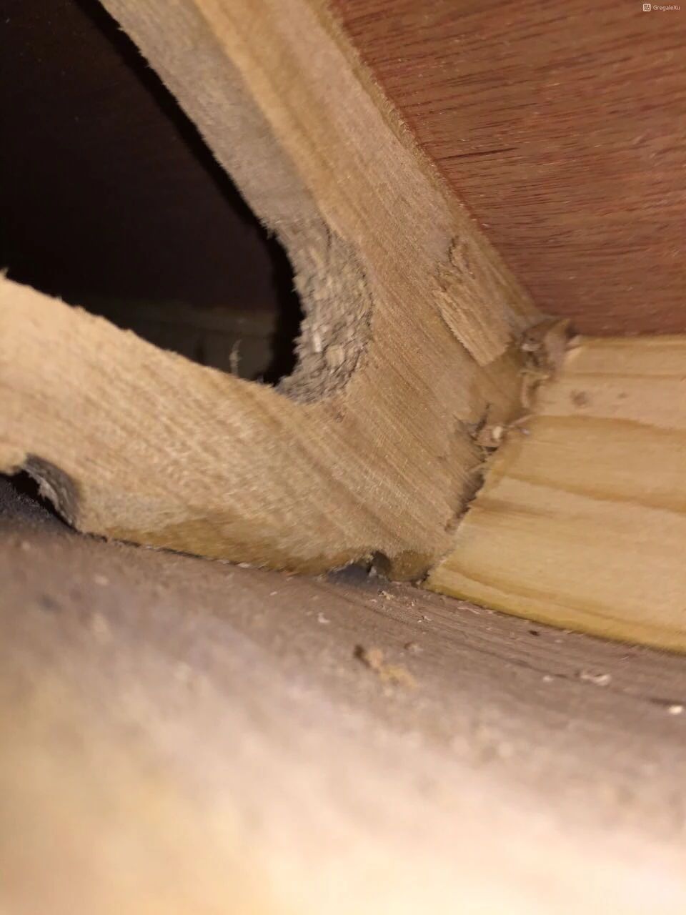 *伤杀**力大潜伏期长!你的古筝也需要“防疫”