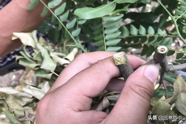 皂角树叶子枯萎发干如何治疗,皂角树掉叶子是什么原因