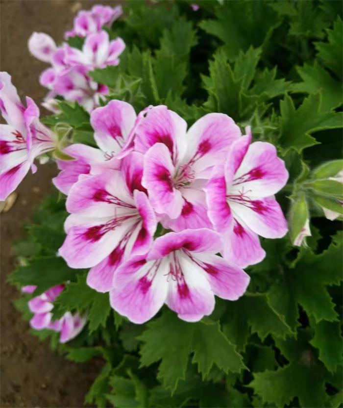 这种花别乱浇水水越多越不开花,这种花不怕冷好养易活