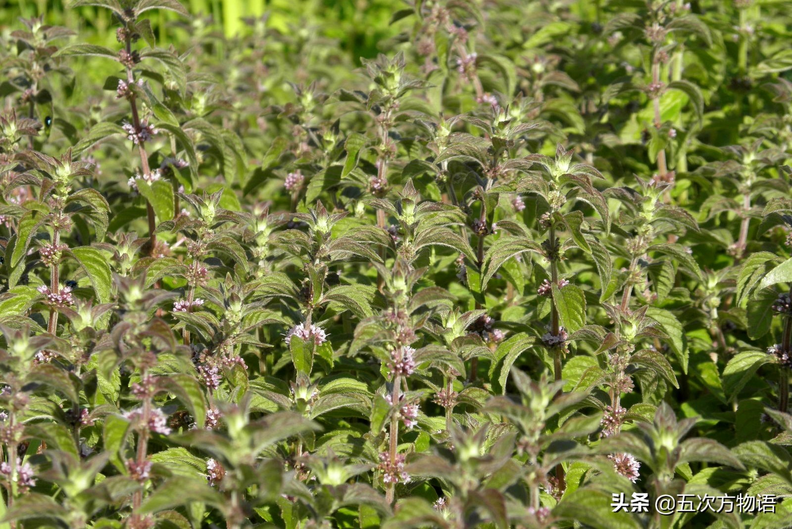 10种口味薄荷糖,十种薄荷