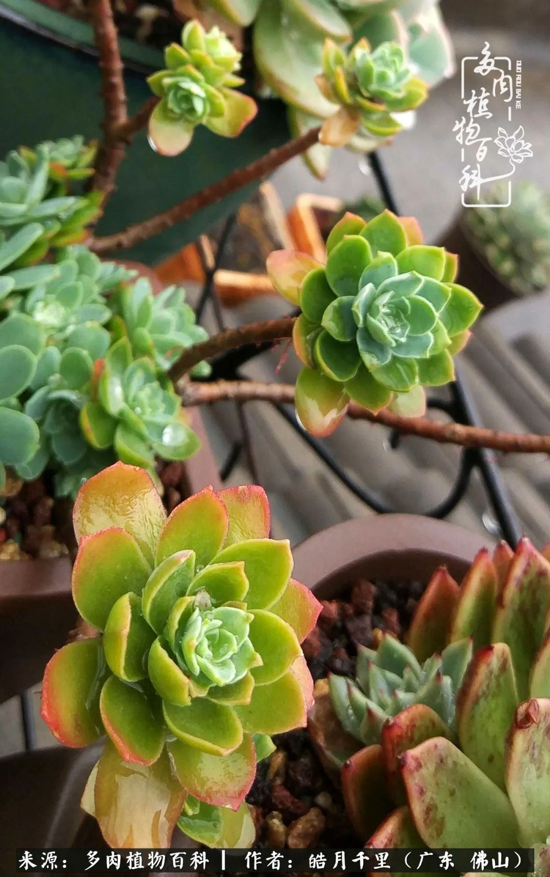 多肉娇气养不活多肉的10个秘密,养多肉是件很治愈的事情