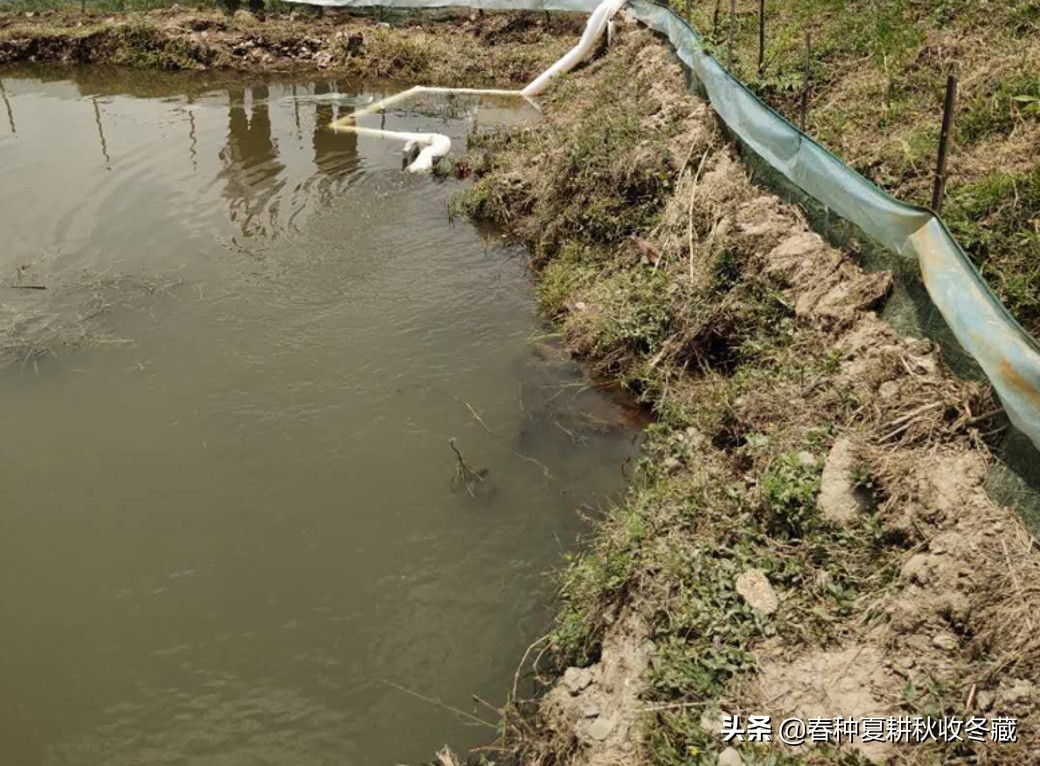 小龙虾养殖可以不打洞吗,抱卵小龙虾出洞后怎样管理