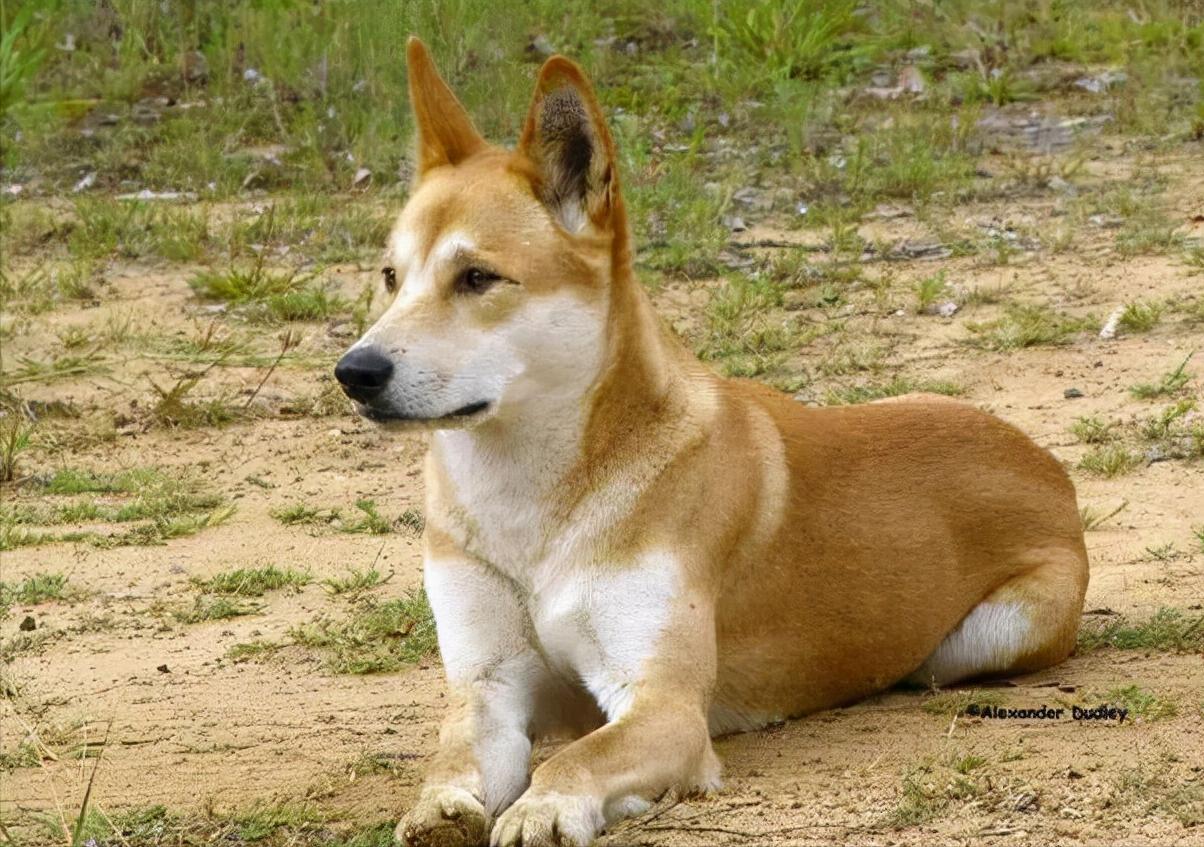 新手便宜好养活的狗有几种,十种便宜好养的小型宠物狗