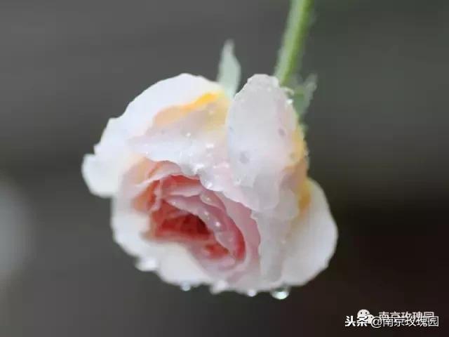「花师傅开课啦」爱花人必知！南京*瑰园玫**为你科普百种玫瑰