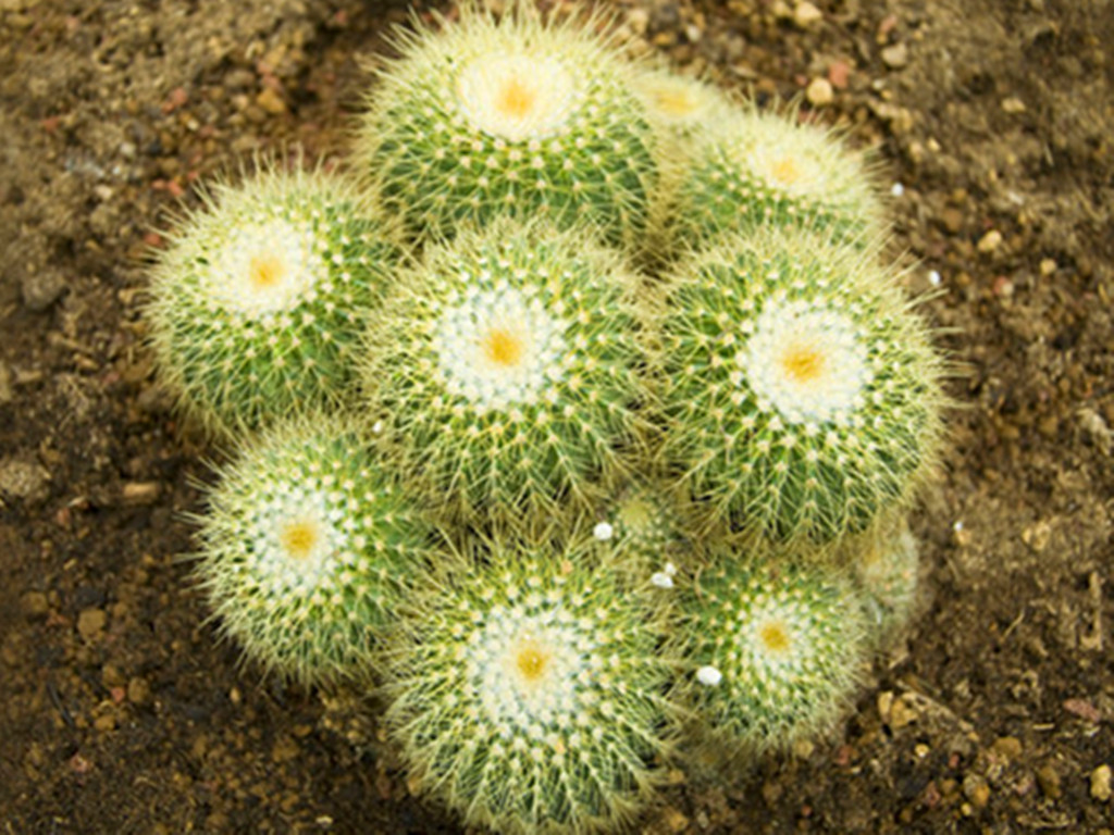 仙人球烂根怎么办？只需几步让它恢复生长，以后也不烂了