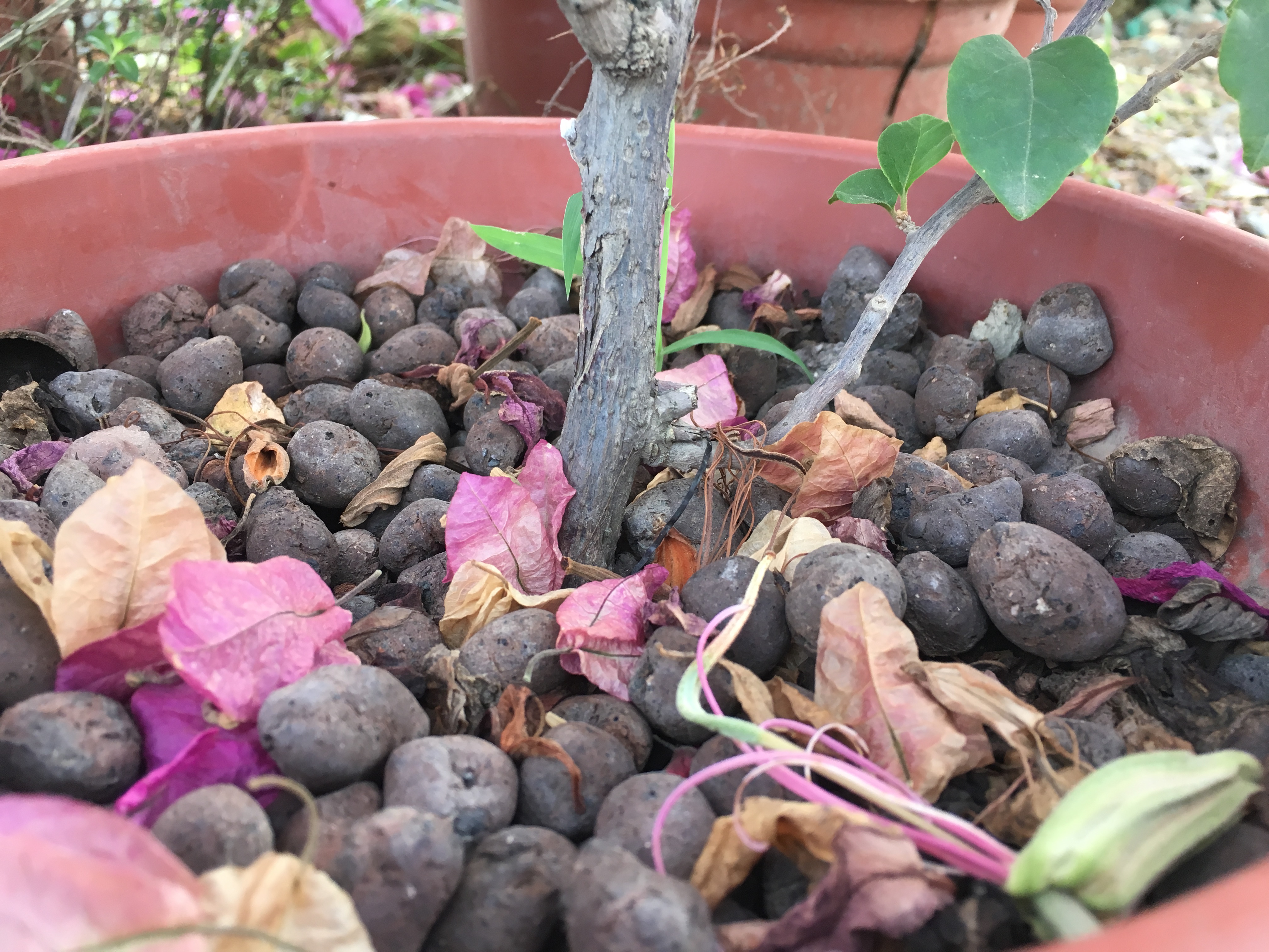 三角梅刚栽就烂根怎么回事,三角梅烂根用什么方法能补救