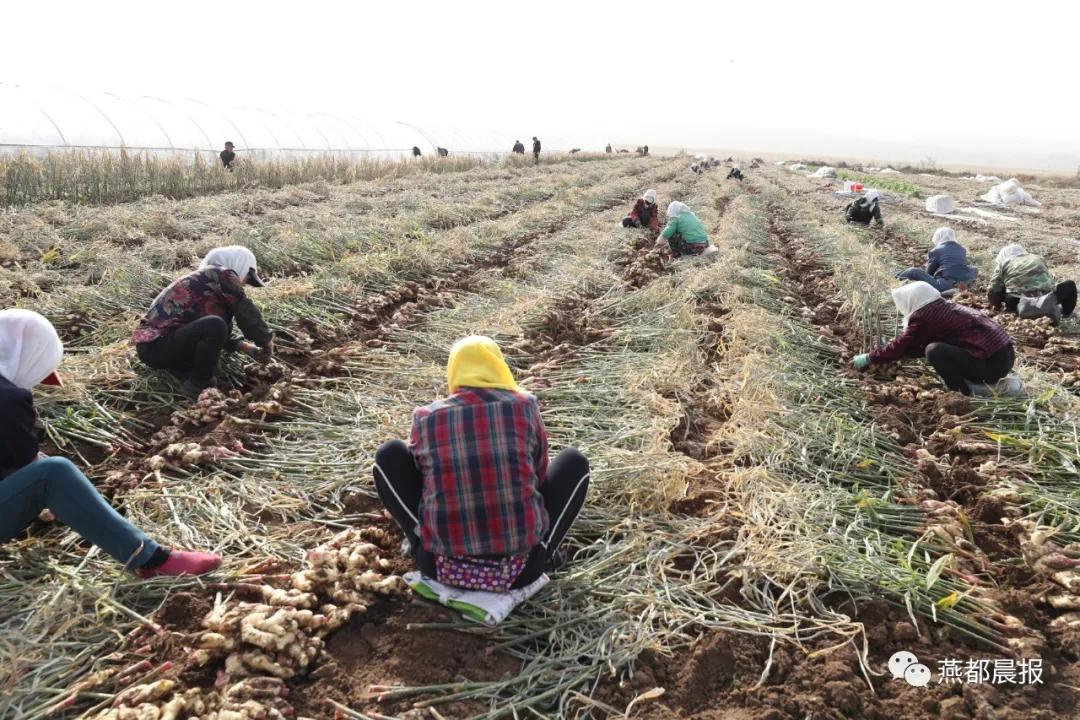 种植生姜喜丰收,一亩地2万斤大姜种植