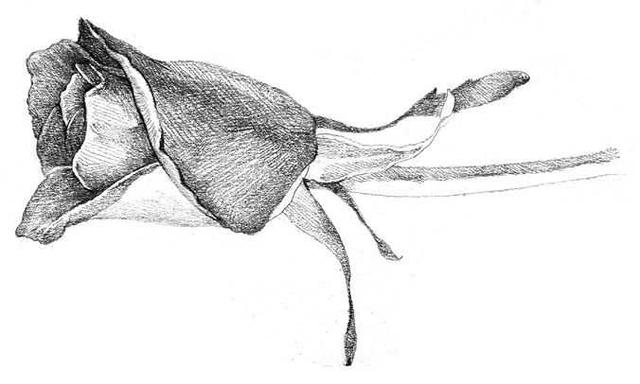 玫瑰素描画法步骤图,玫瑰素描指导视频