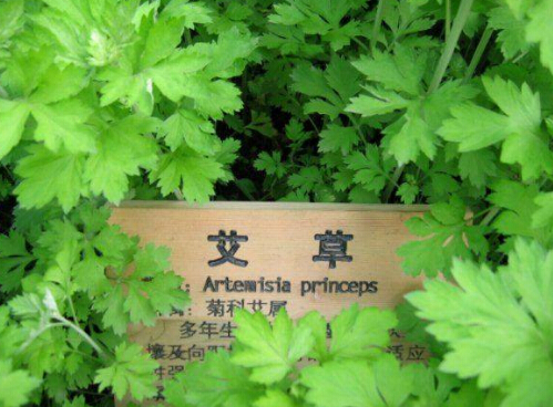 驱逐螨虫,艾草来帮忙。