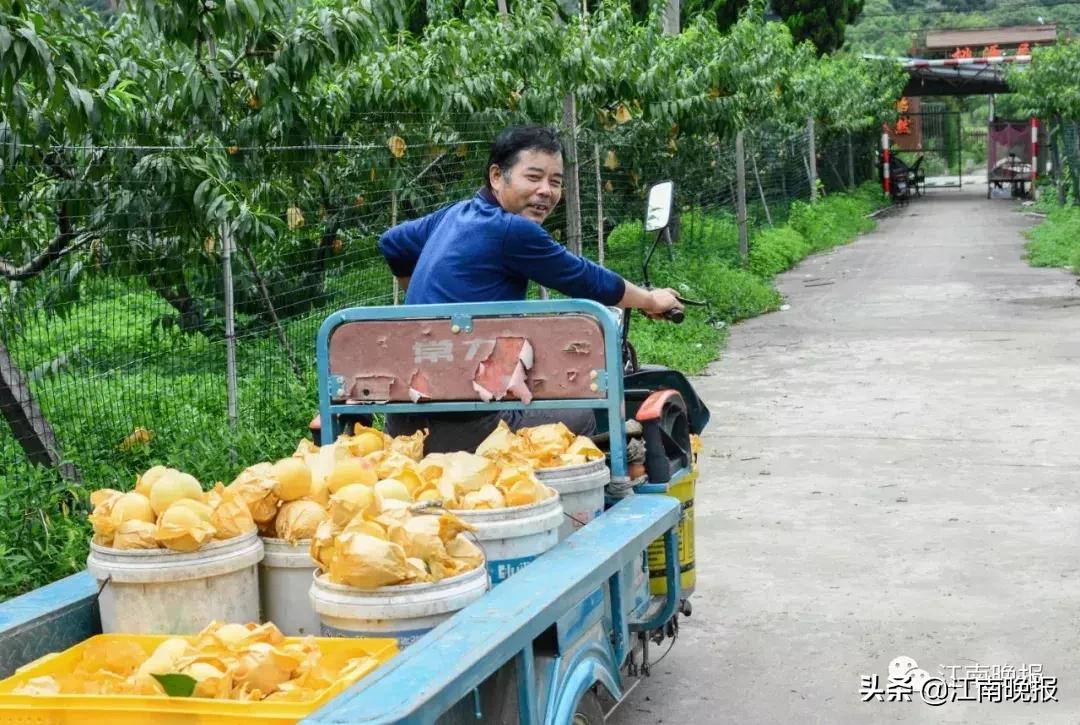 水蜜桃吃了不消化吗,水蜜桃吃了