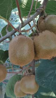 绿心、黄心、红心猕猴桃到底有啥区别?千万不要买错啦