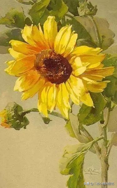 100种花卉绘画,100多张花卉线描手稿素材赶快收藏