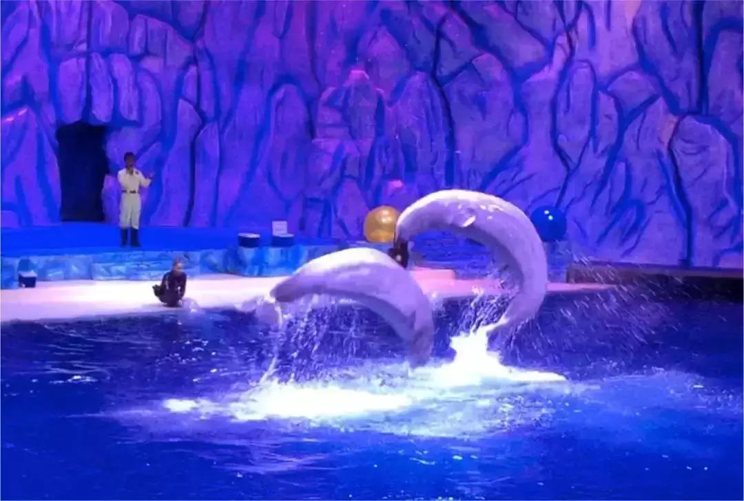 难得一见海洋动物表演,看不完的海洋动物和表演