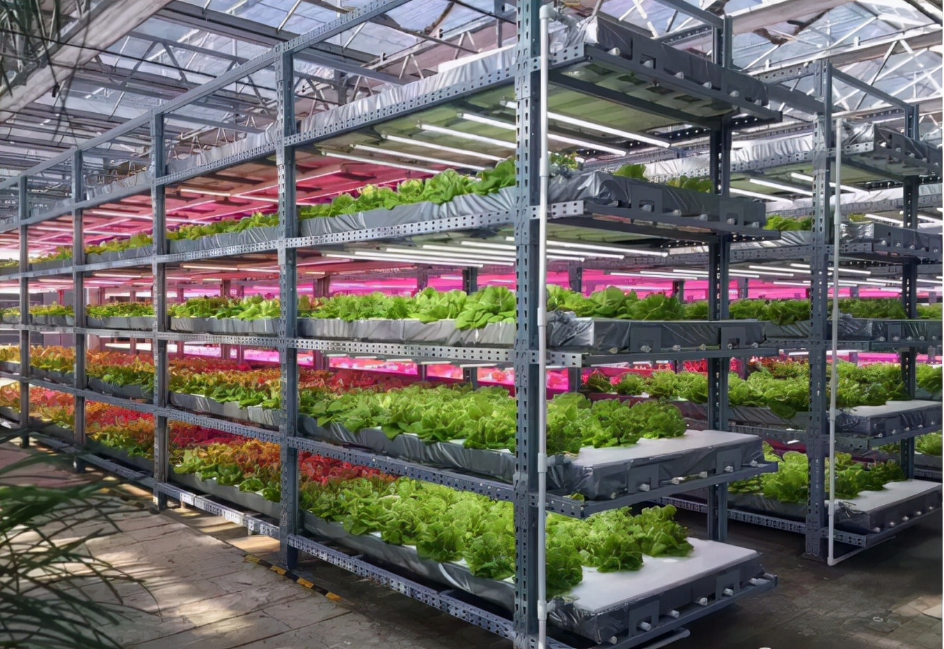 芽苗菜市场的开发前景,深度剖析芽苗菜这个创业项目