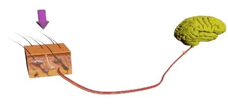 感觉统合失调的表现1岁,感觉统合失调触觉按摩