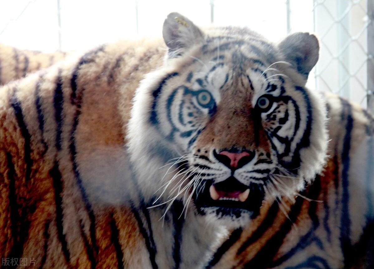东北虎闯进村庄袭击放羊人,野生东北虎袭击人