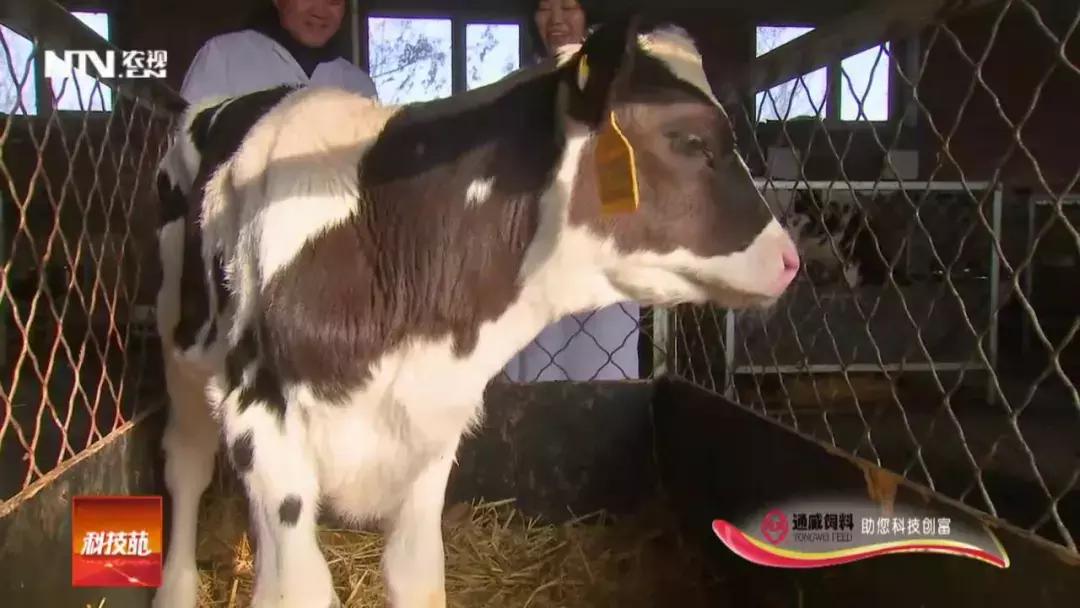 养殖肉牛和奶牛的利润与成本,奶牛与肉牛养殖前景