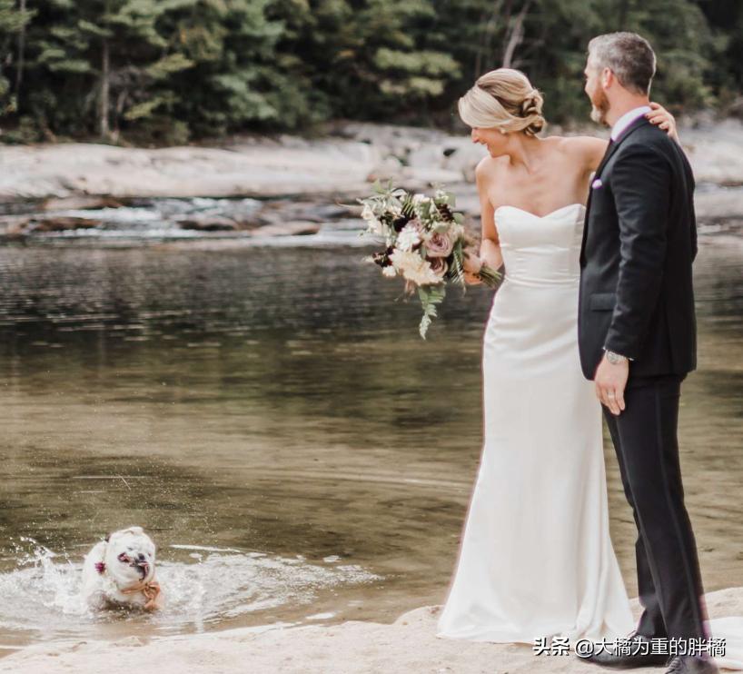 狗狗在主人婚礼上“拉粑粑”,非但没把事搞砸,还让氛围更温馨了