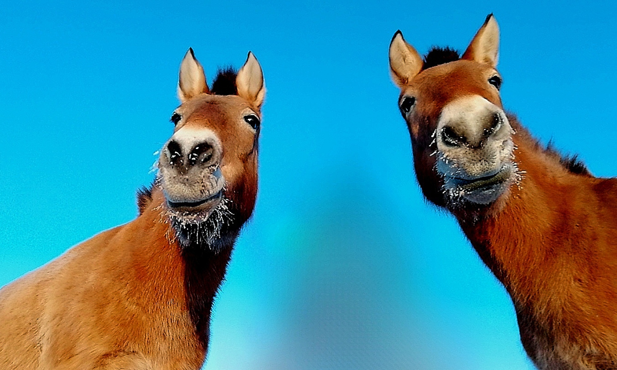 普氏野马现状如何,普氏野马曾一度濒临灭绝